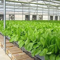 Оранжерия за листни зеленчуци